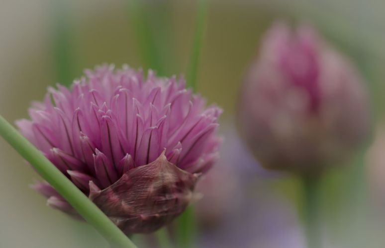 chive flower